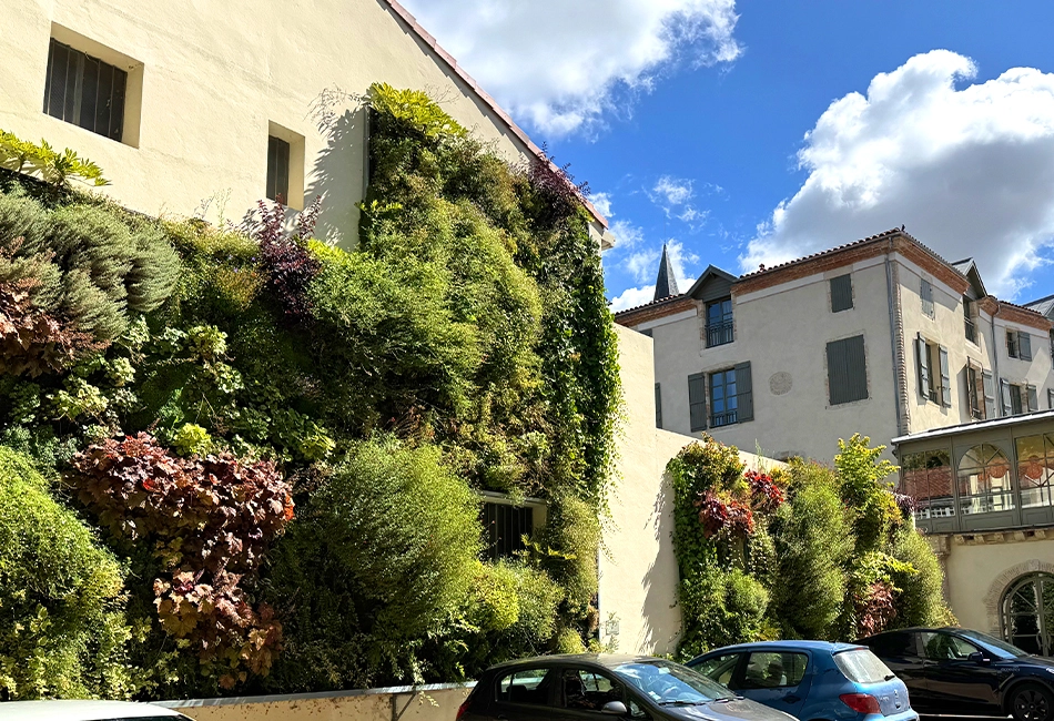 Mur végétal naturel à Auch | Gers