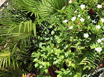 Aménagement végétal de terrasse
