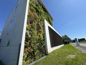 Création, pose et entretien d'un mur végétal vivant extérieur à Agen