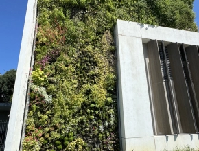 Création, pose et entretien d'un mur végétal vivant extérieur à Agen