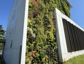 Création, pose et entretien d'un mur végétal vivant extérieur à Agen