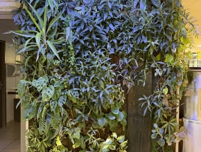 Création et installation de murs végétales vivants