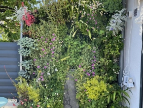 Création et installation de murs végétales vivants