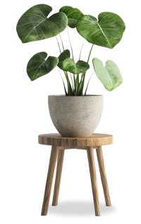 Aménagement végétal intérieur