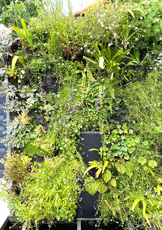 Plantes intérieures et extérieures