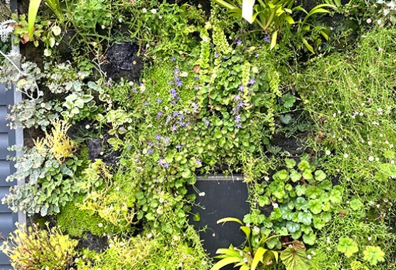 Sélection, fourniture et plantation de plantes adaptées