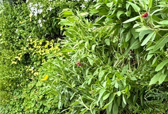 Création et pose de mur végétal naturel