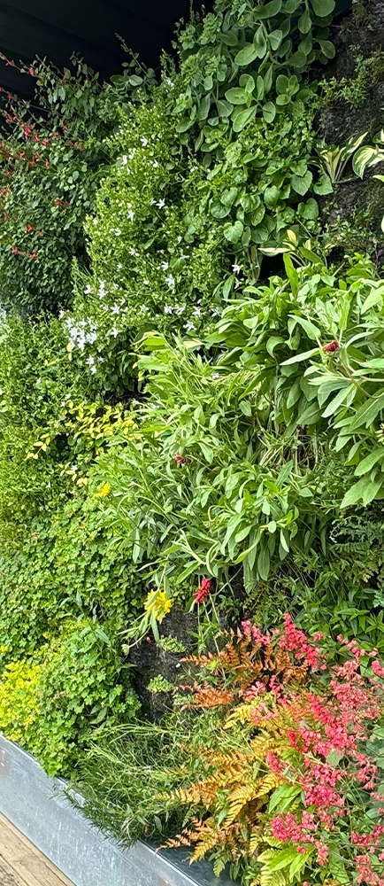 Mur végétal naturel Auch | Gers